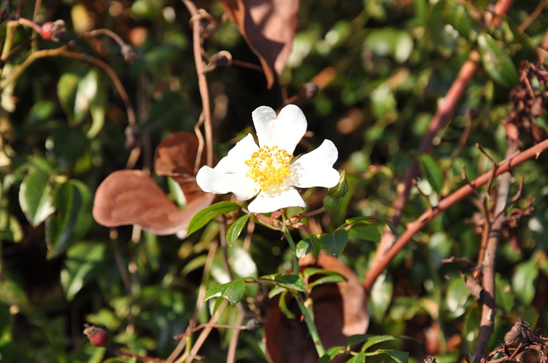 Image of Rosa sempervirens specimen.