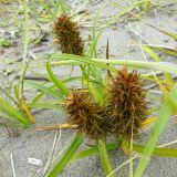 Carex kobomugi