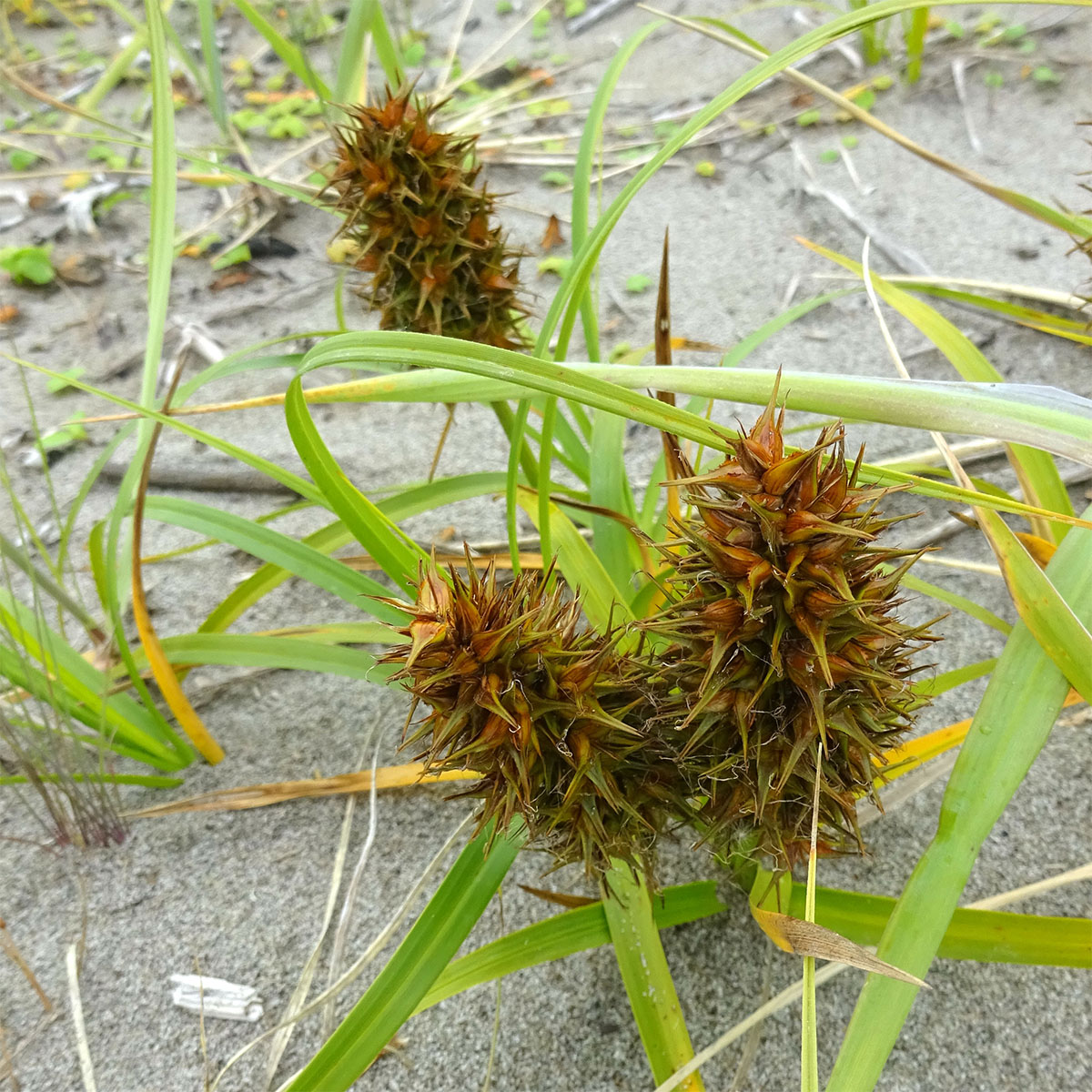 Изображение особи Carex kobomugi.