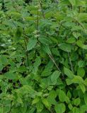 Philadelphus tenuifolius