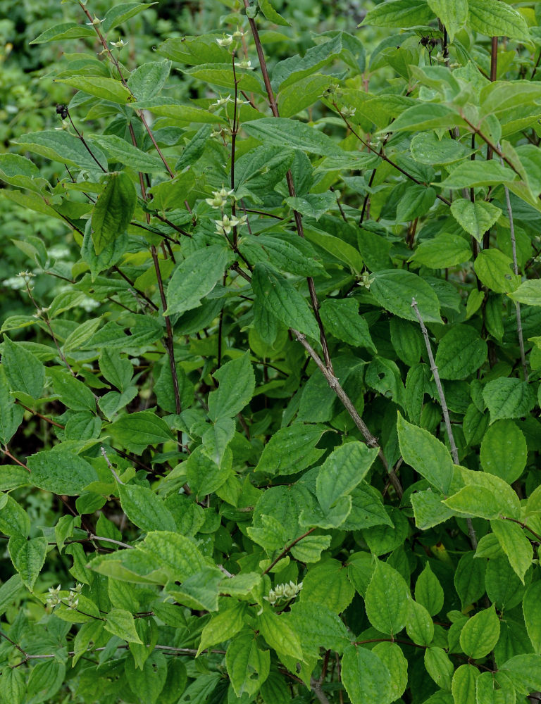 Image of Philadelphus tenuifolius specimen.