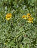 Senecio taraxacifolius. Верхушка цветущего растения. Кабардино-Балкария, Зольский р-н, северный склон горы Эльбрус, ур. Аэродром, выс. ок. 2650 м н.у.м. 15.07.2024.