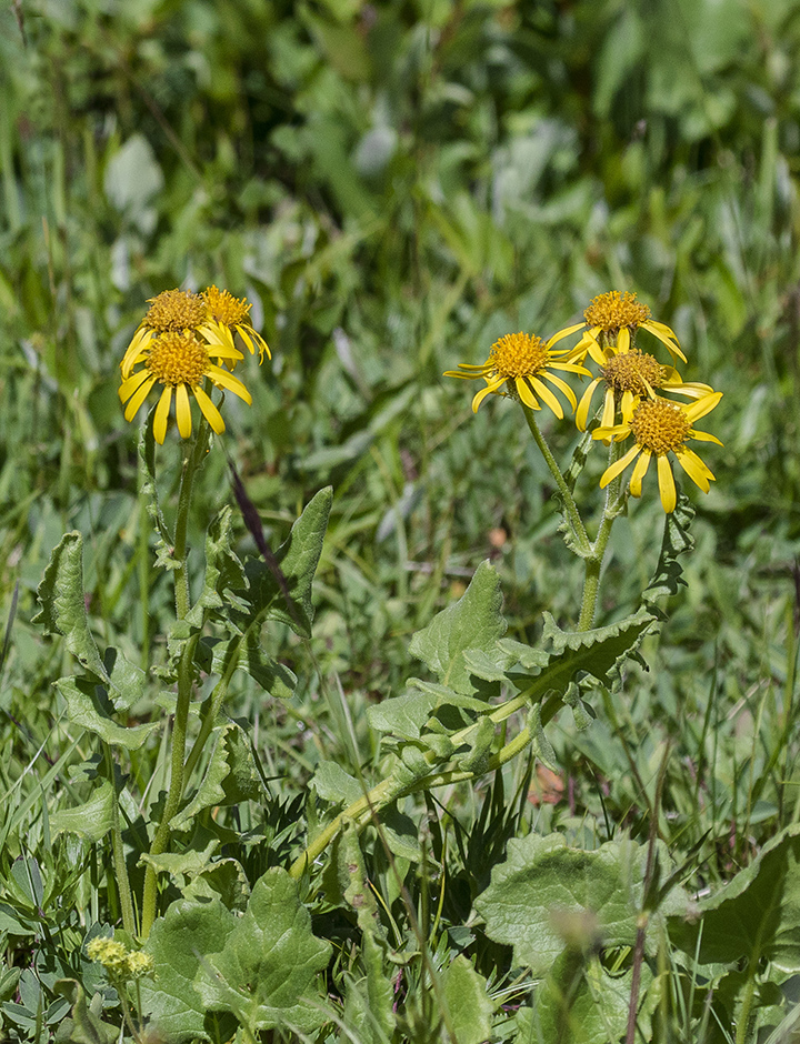 Image of Senecio taraxacifolius specimen.