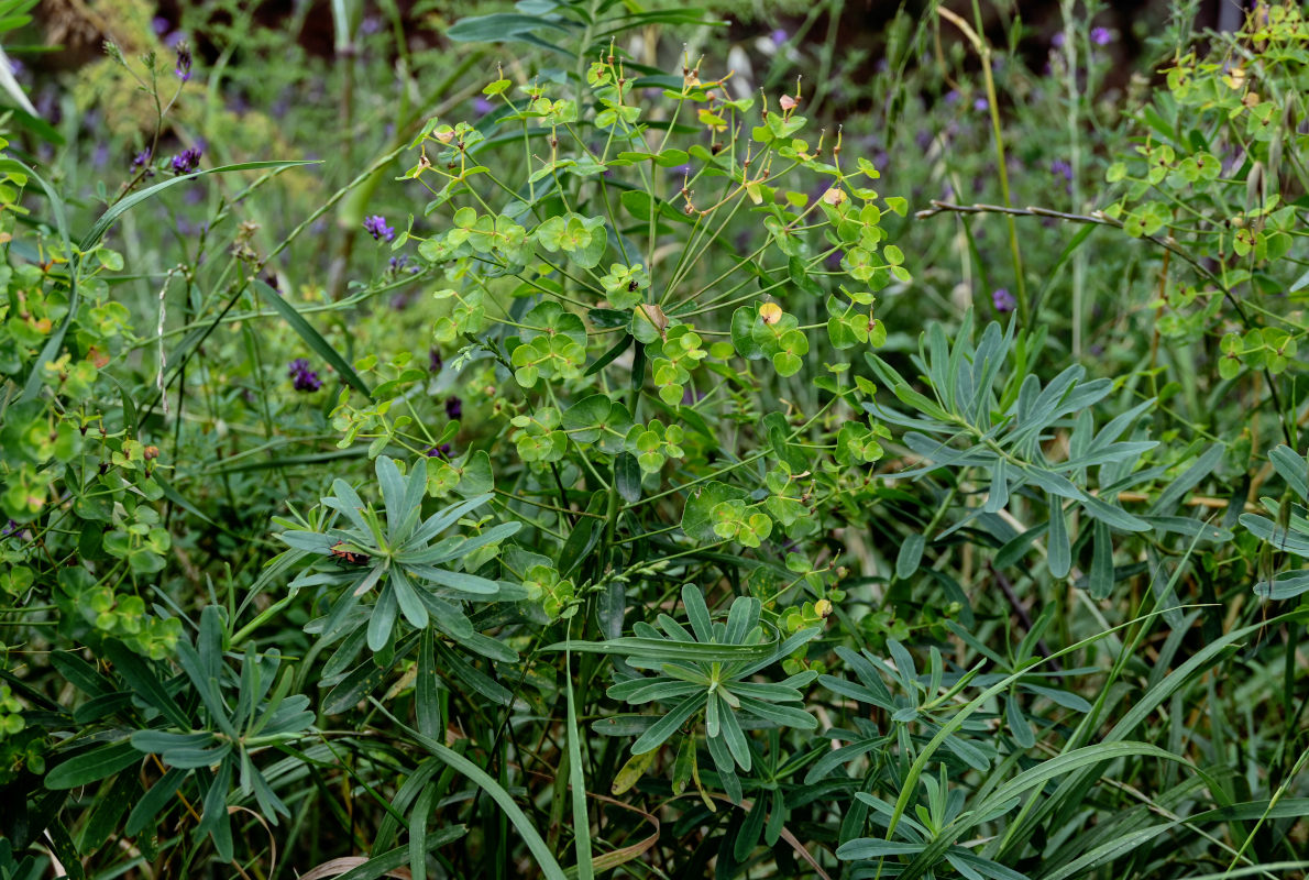 Изображение особи Euphorbia glaberrima.