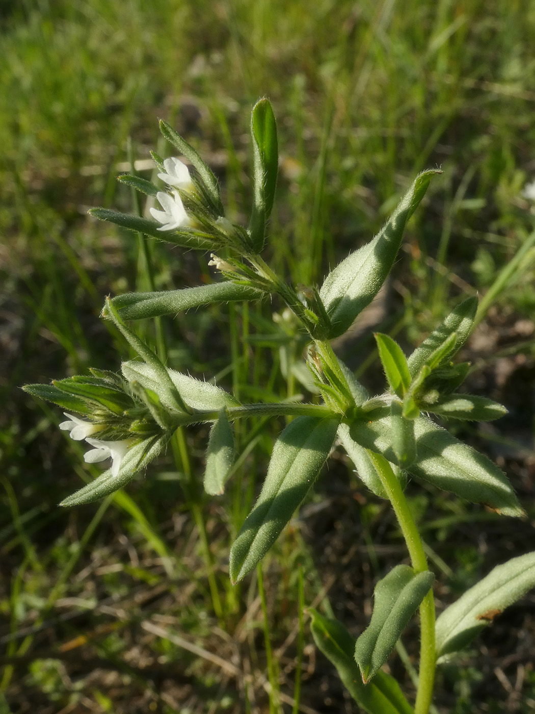 Image of Buglossoides arvensis specimen.