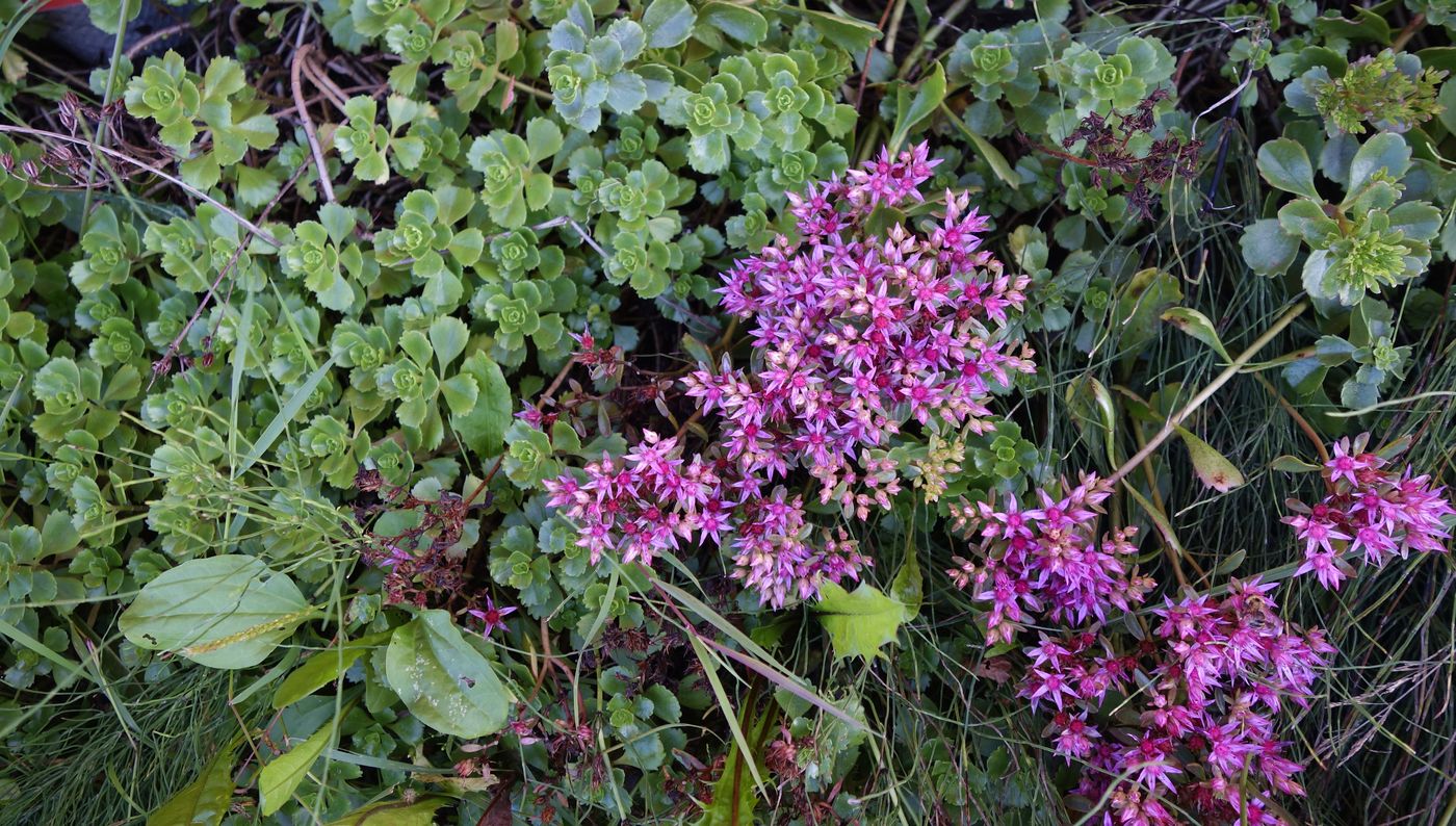 Изображение особи Sedum spurium.