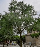 Gleditsia sinensis