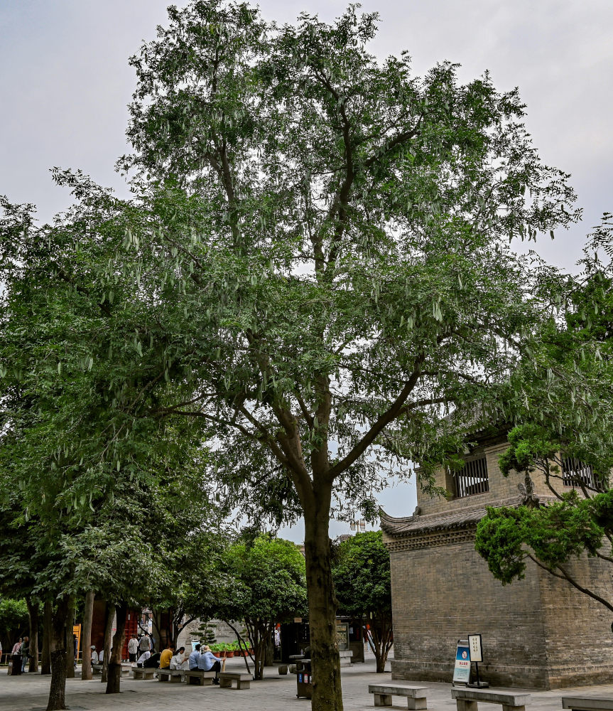 Image of Gleditsia sinensis specimen.