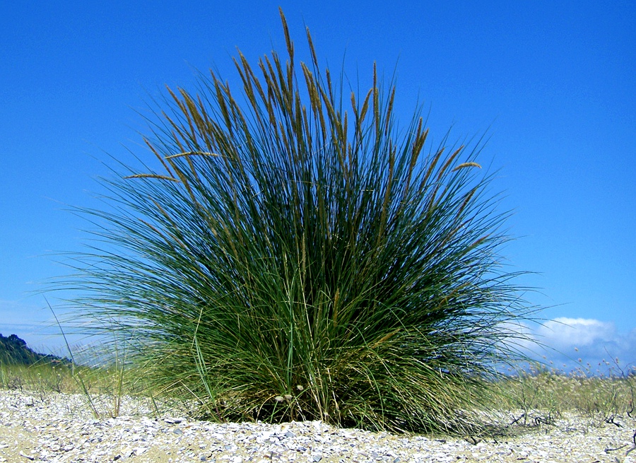 Image of Ammophila arenaria ssp. arundinacea specimen.