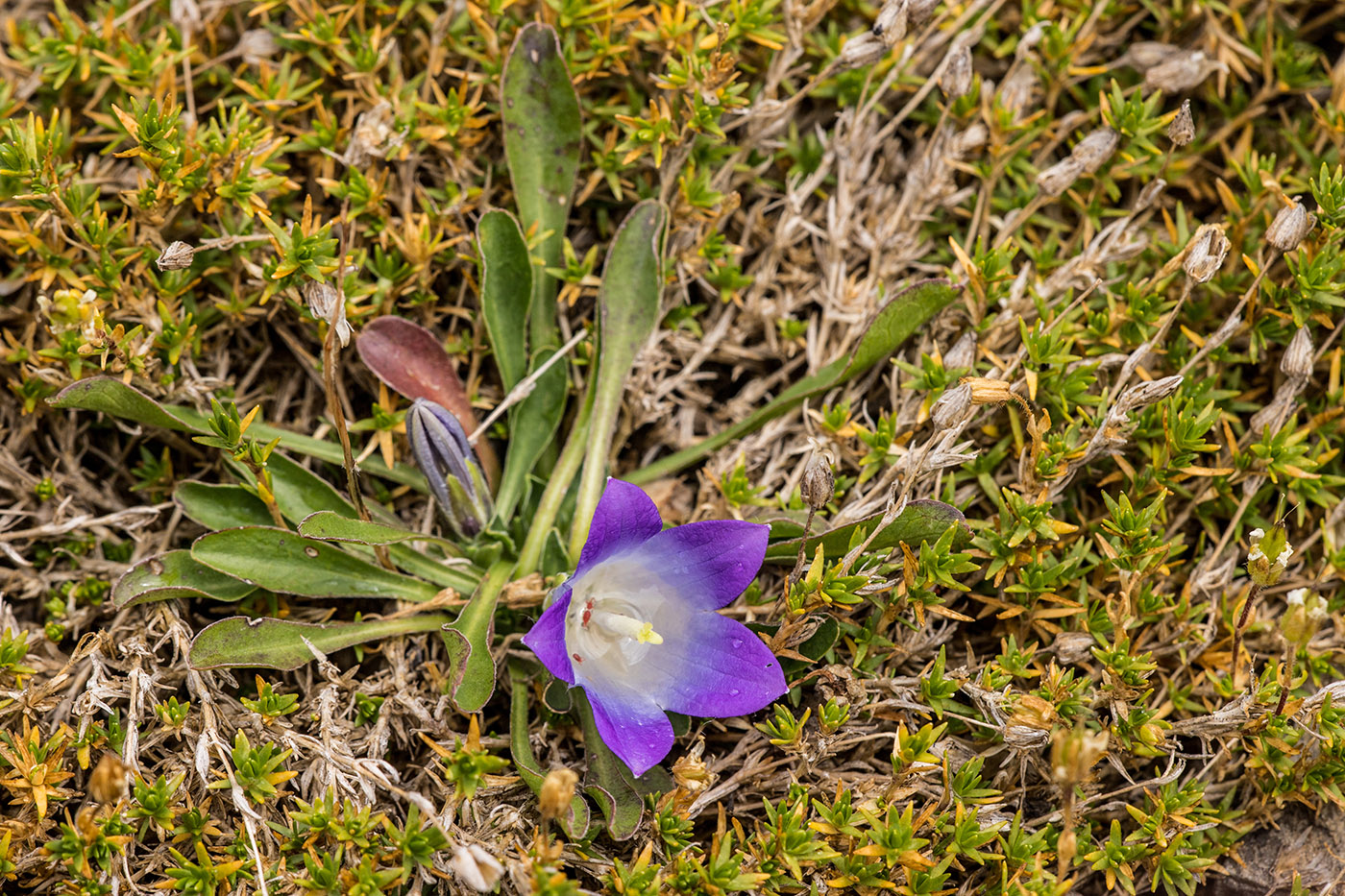 Image of Campanula biebersteiniana specimen.