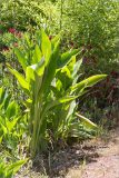 genus Canna. Цветущее и плодоносящее растения. Турция, г. Анталья, Dokuma Park, в культуре. 01.06.2024.