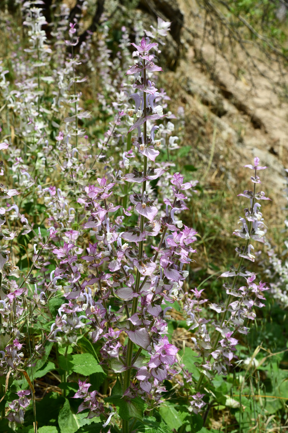 Image of Salvia sclarea specimen.