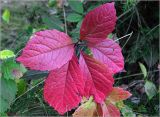 Parthenocissus quinquefolia. Лист в осеннем окрасе. Московская обл., Раменский р-н, окр. дер. Хрипань, садовый участок. 18.09.2024.