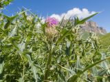 Cirsium balkharicum. Верхушка побега с соцветием. Кабардино-Балкария, Черекский р-н, окр. с/п Верхняя Балкария, северо-западный склон горы Айдарука-Цырт, ≈ 2200 м н.у.м., субальпийский луг, близ карстового озера. 29.07.2024.