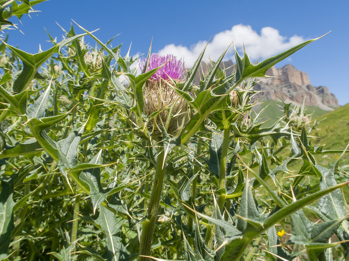 Изображение особи Cirsium balkharicum.