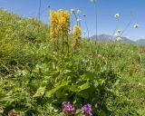 Ligularia subsagittata. Цветущее растение. Кабардино-Балкария, Черекский р-н, окр. с/п Верхняя Балкария, северо-западный склон горы Айдарука-Цырт, ≈ 2200 м н.у.м., субальпийский луг, близ карстового озера. 29.07.2024.