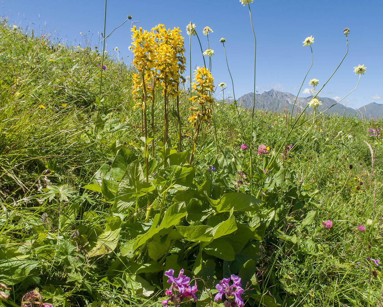 Изображение особи Ligularia subsagittata.