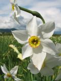 Narcissus angustifolius. Цветок. Украина, Закарпатская обл., Хустский р-н, \"Долина нарциссов\". 4 мая 2008 г.