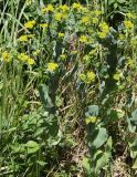 Bupleurum rotundifolium