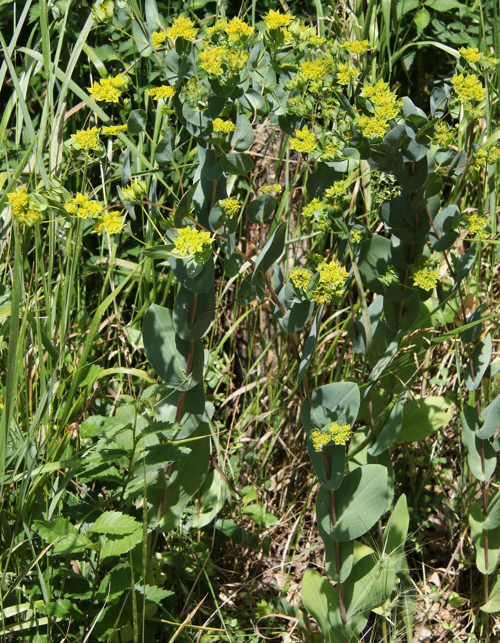 Изображение особи Bupleurum rotundifolium.