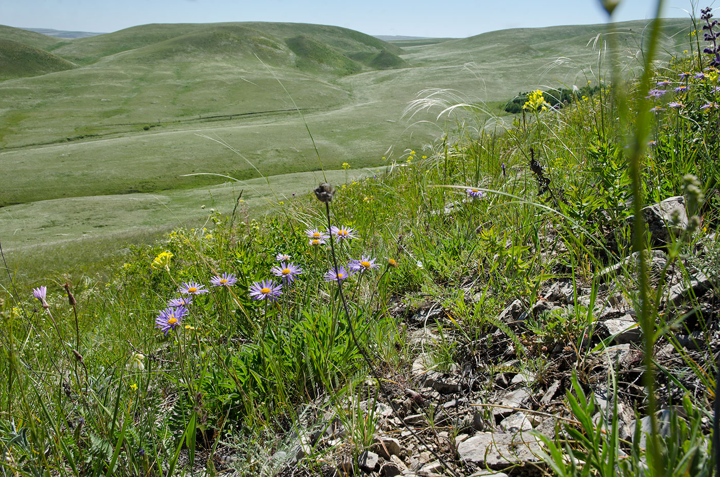 Image of Aster serpentimontanus specimen.