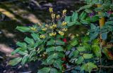 View full-size image Mahonia bealei