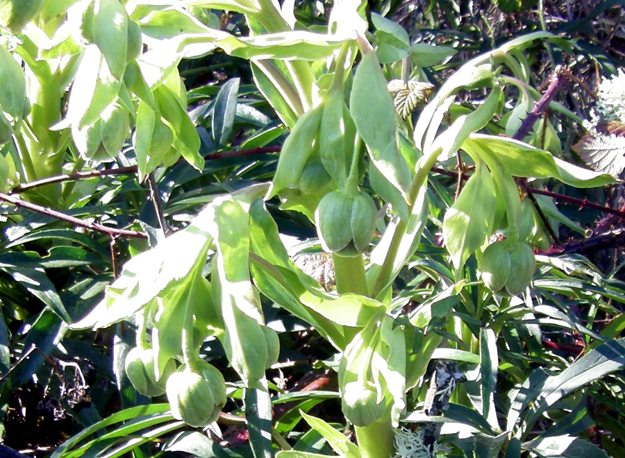 Image of Helleborus foetidus specimen.