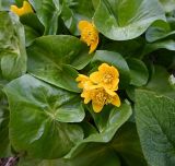 View full-size image Caltha polypetala