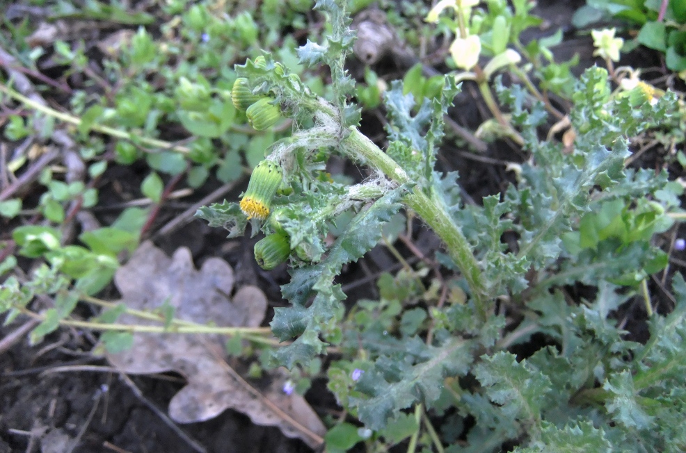 Изображение особи Senecio vernalis.