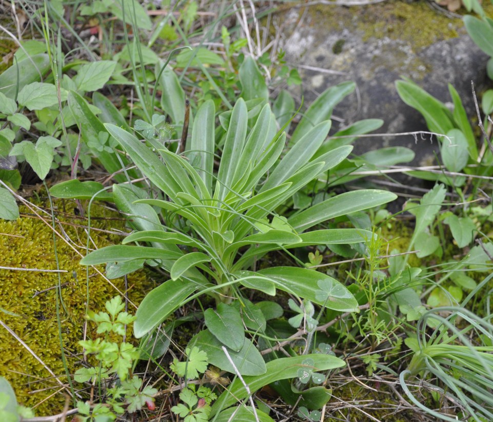 Image of Lilium candidum specimen.