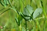 View full-size image Lathyrus miniatus