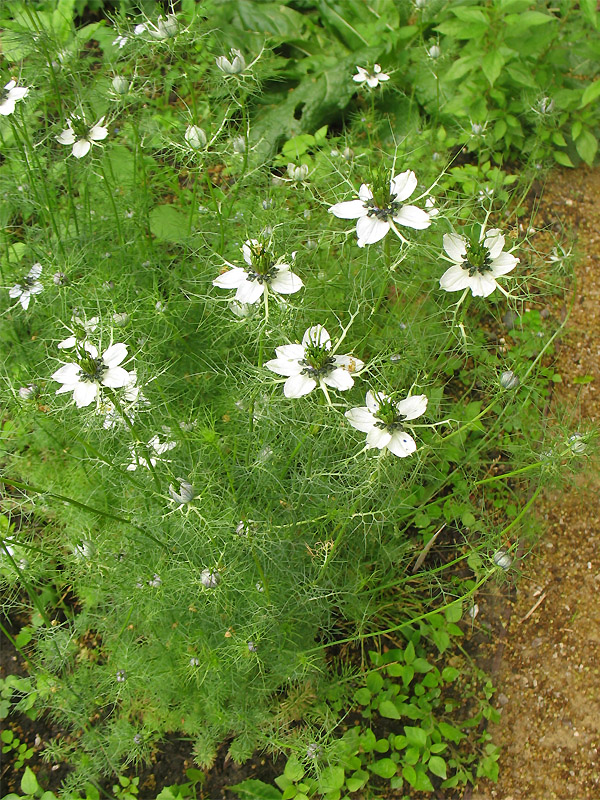 Изображение особи Nigella damascena.