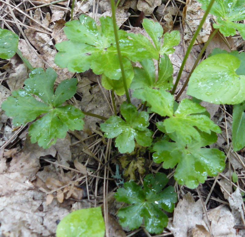 Image of Sanicula europaea specimen.