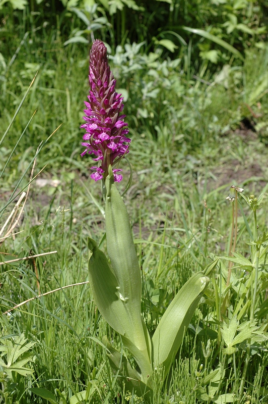 Image of Dactylorhiza umbrosa specimen.