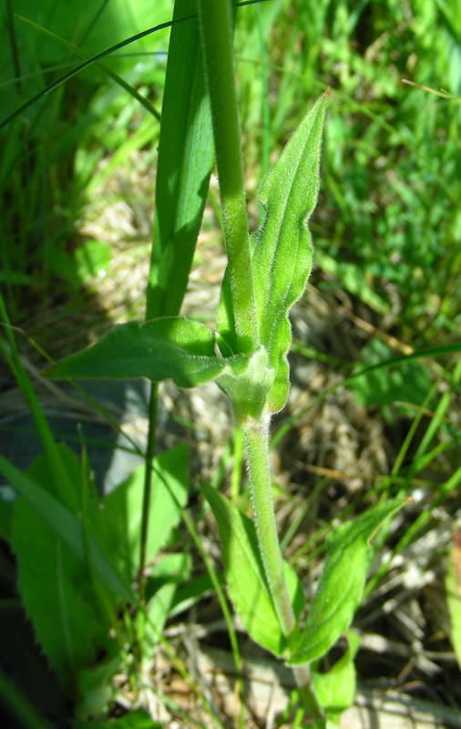 Image of Melandrium album specimen.