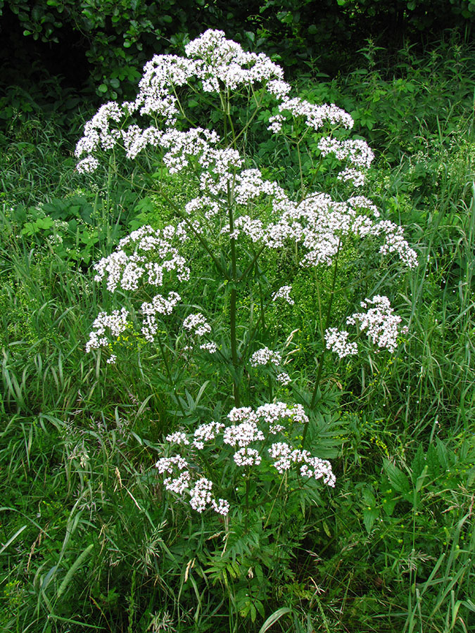 Изображение особи род Valeriana.