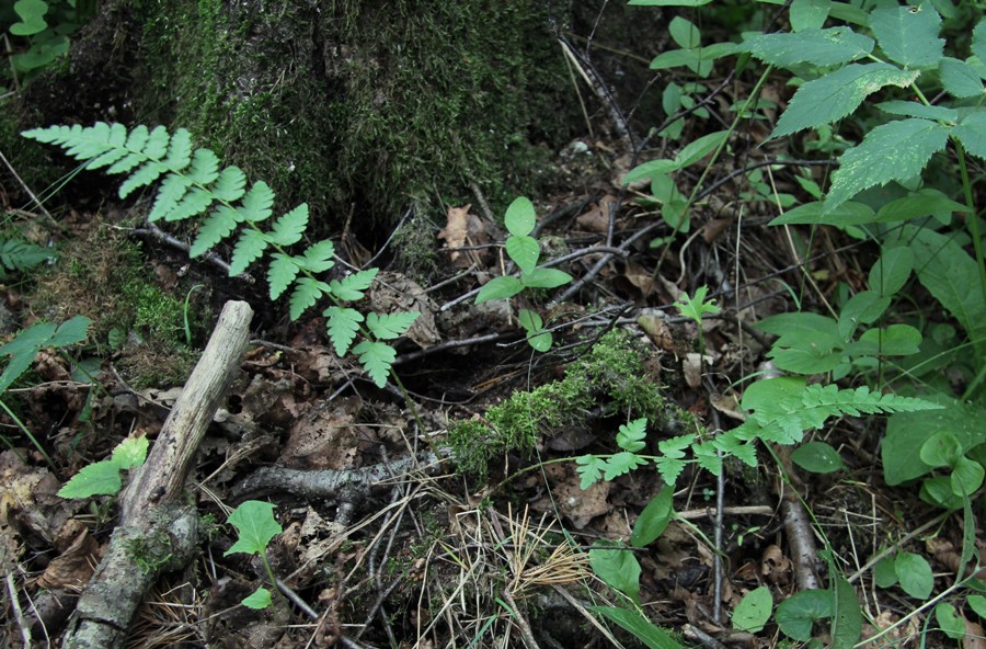 Image of Dryopteris cristata specimen.