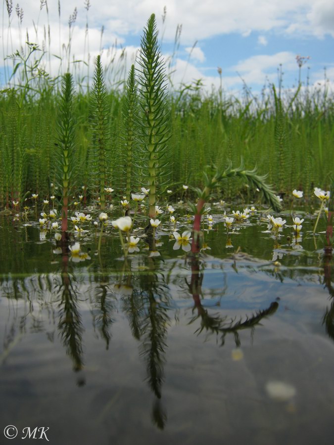 Изображение особи Hippuris vulgaris.