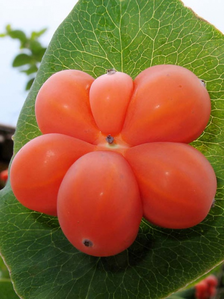 Image of Lonicera caprifolium specimen.