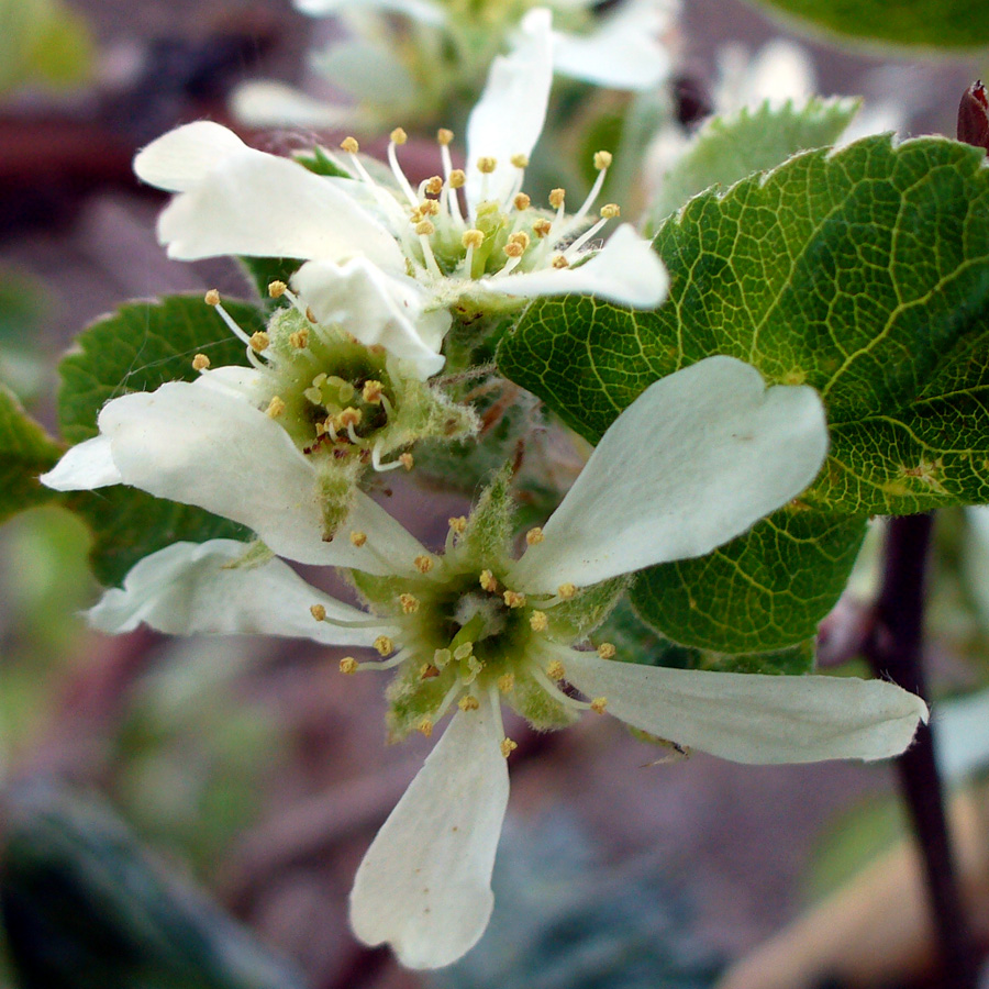 Image of Amelanchier alnifolia specimen.