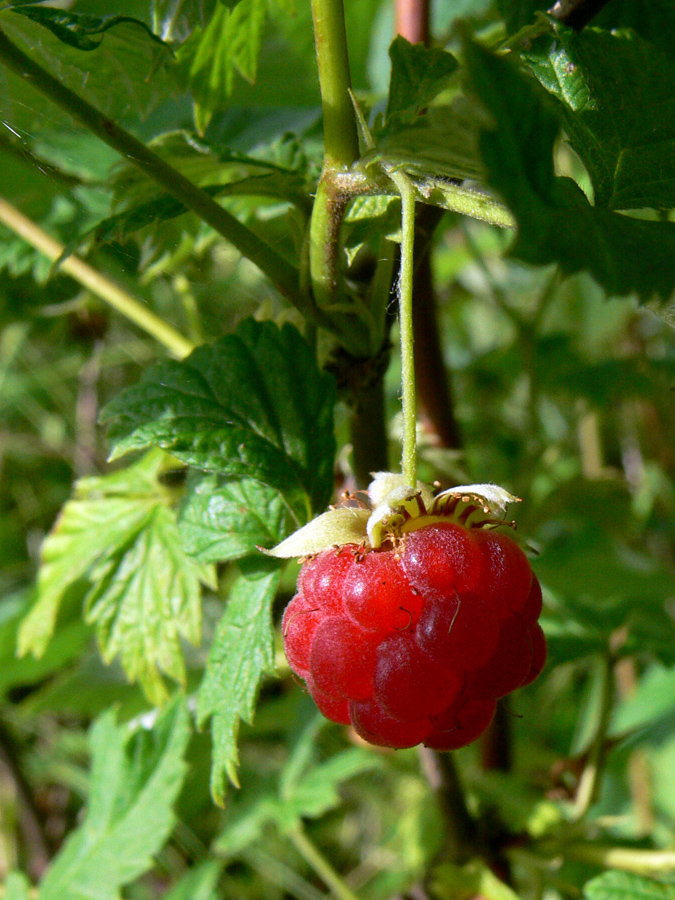 Изображение особи Rubus idaeus.