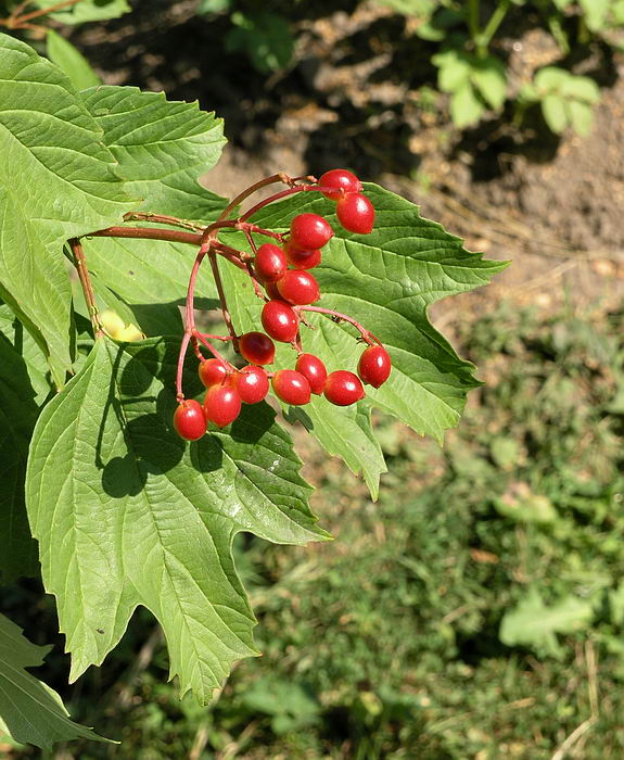 Image of Viburnum opulus specimen.