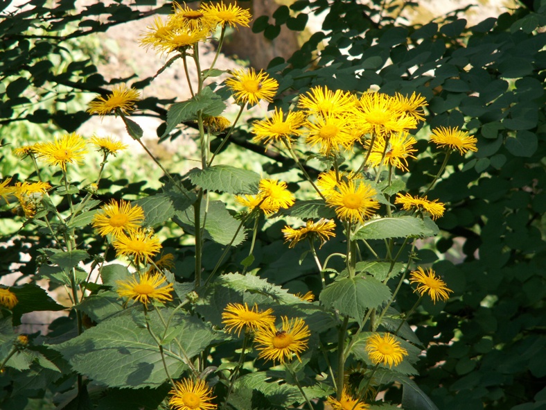 Изображение особи Telekia speciosa.