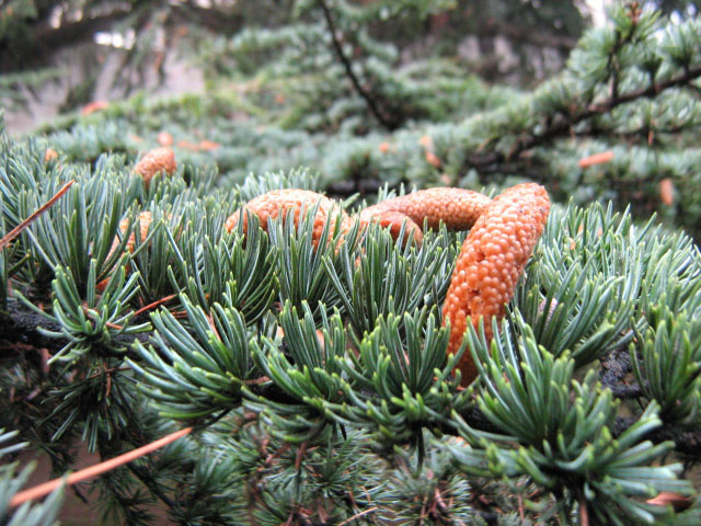 Image of Cedrus libani specimen.