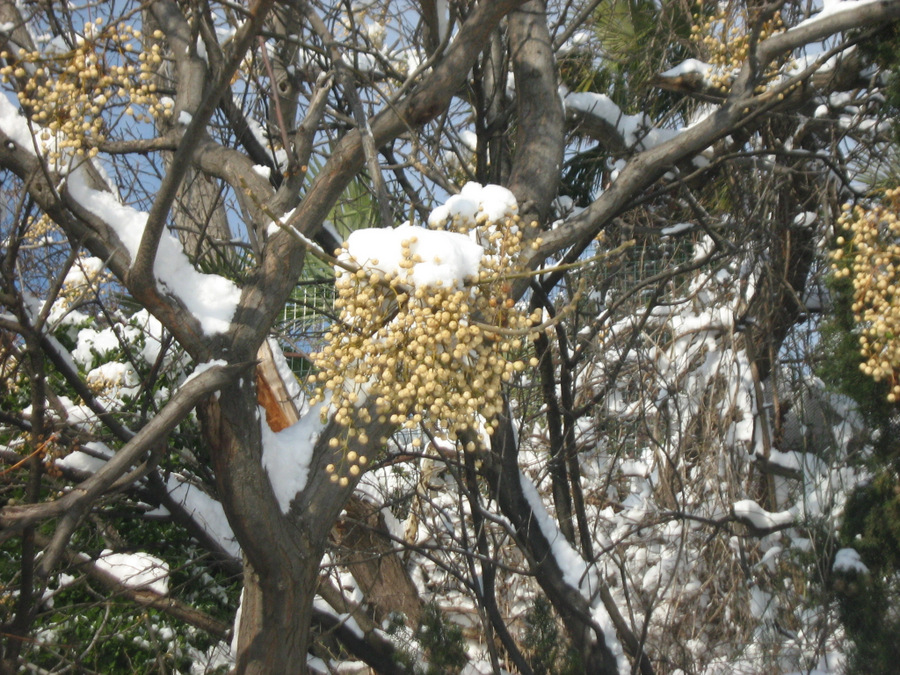 Image of Melia azedarach specimen.