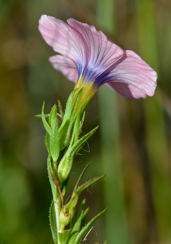 Image of Linum pubescens specimen.