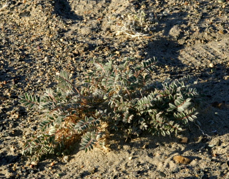 Image of Astragalus hsinbaticus specimen.