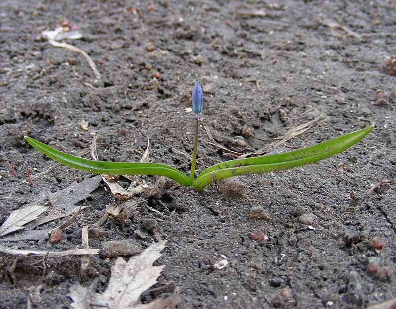 Изображение особи Scilla siberica.