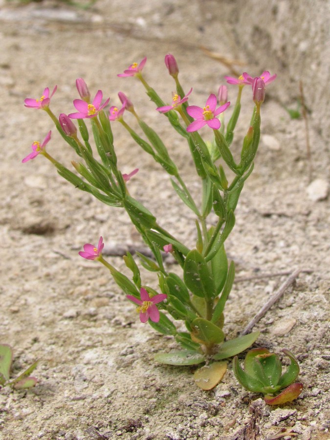 Изображение особи Centaurium pulchellum.