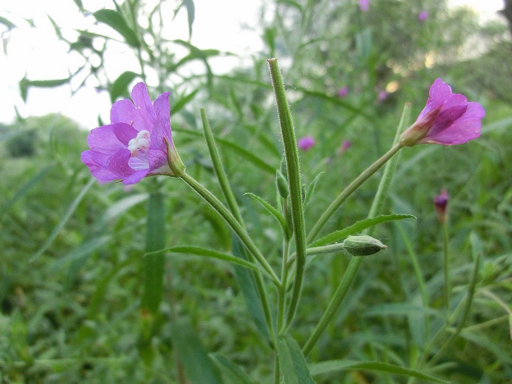 Image of Epilobium villosum specimen.